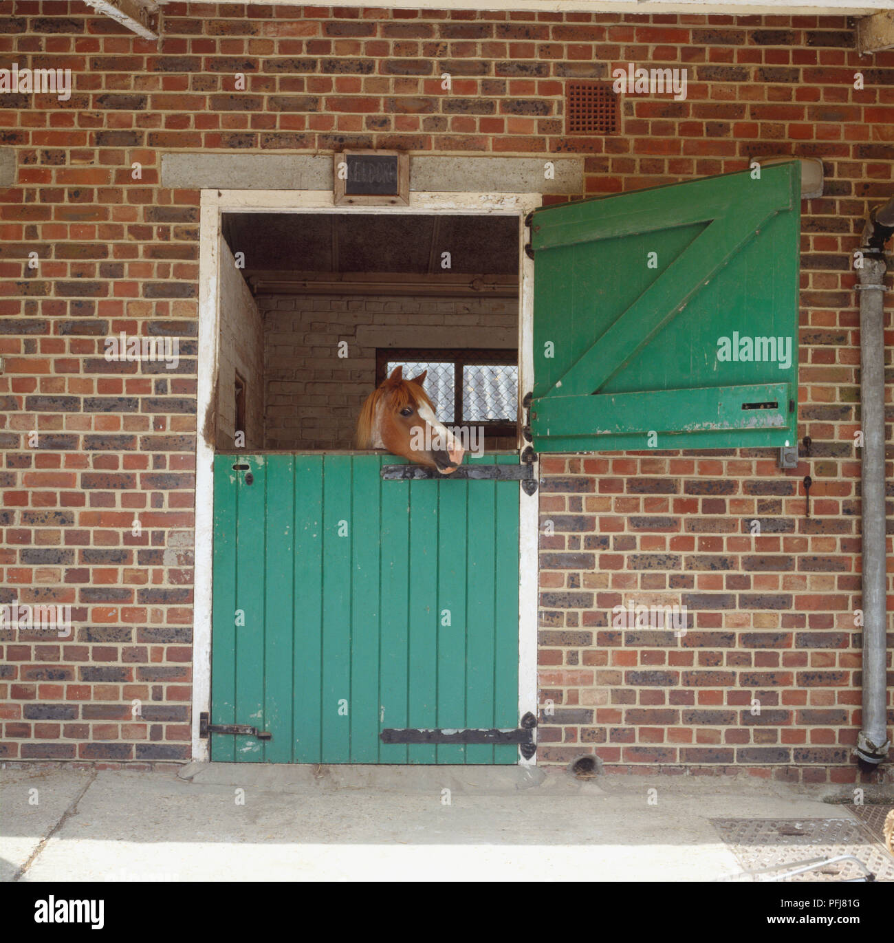 Testa di Cavallo (Equus caballus) Il peering su aprire la metà superiore di verde porta stabile, vista frontale. Foto Stock Testa di Cavallo (Equus caballus) Il peering su aprire la metà superiore di verde porta stabile, vista frontale. Foto Stock