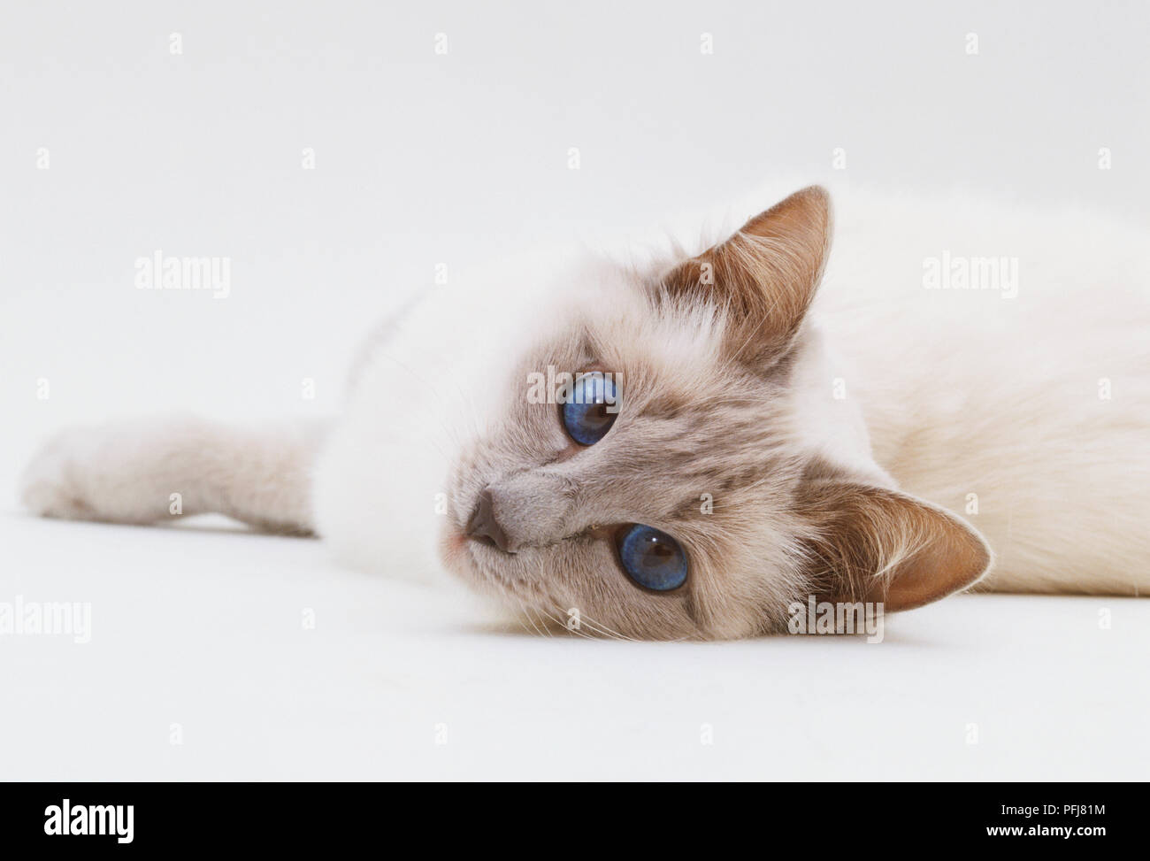 Gatto siamese gatto (felis catus catus) seduta con la coda avvolta intorno ai suoi piedi, sollevando una gamba da terra, vista frontale Foto Stock