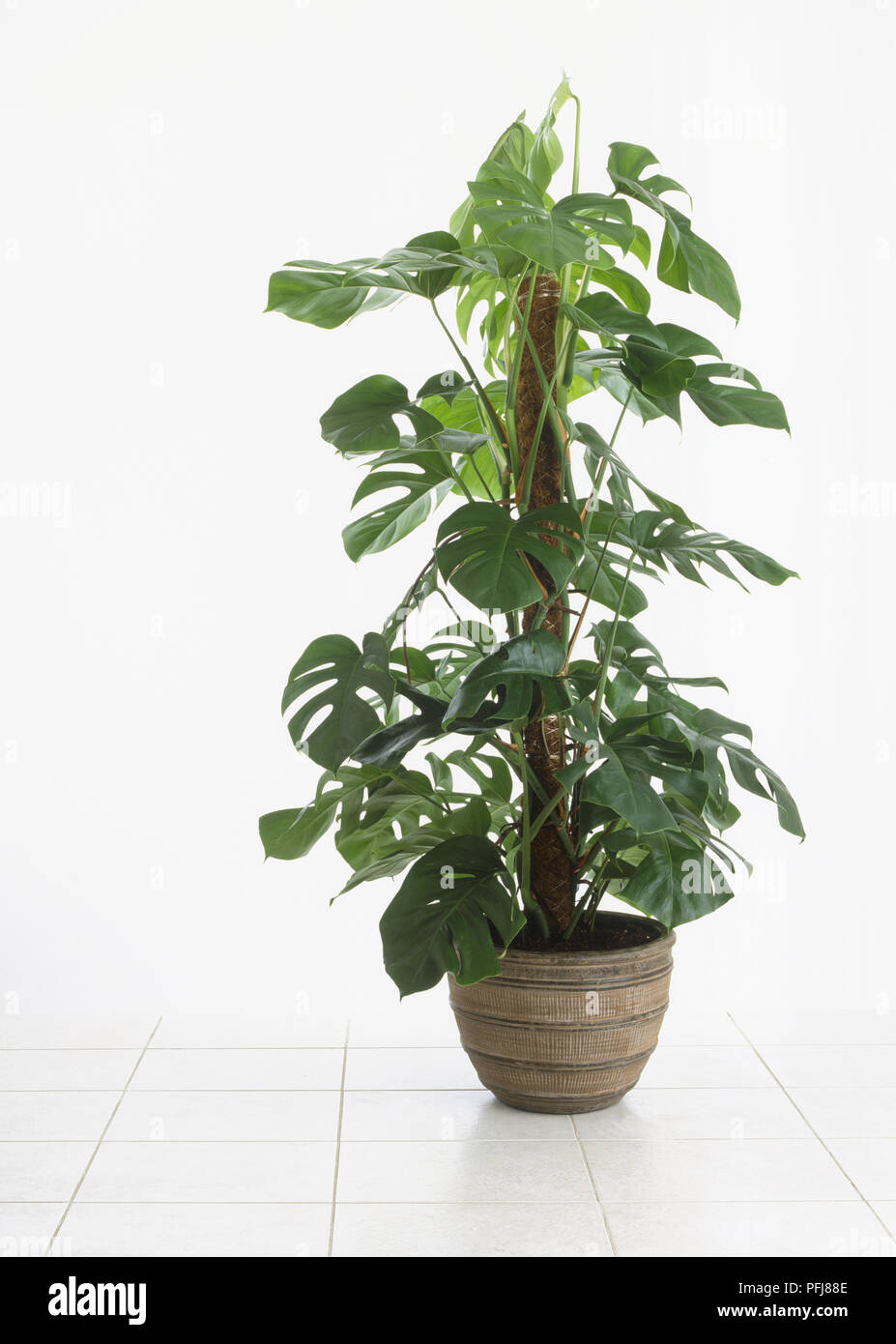 Il formaggio svizzero impianto (Monstera deliciosa), piante con profondamente lobate verde lascia forata con fori grandi, collegato al polo di muschio Foto Stock