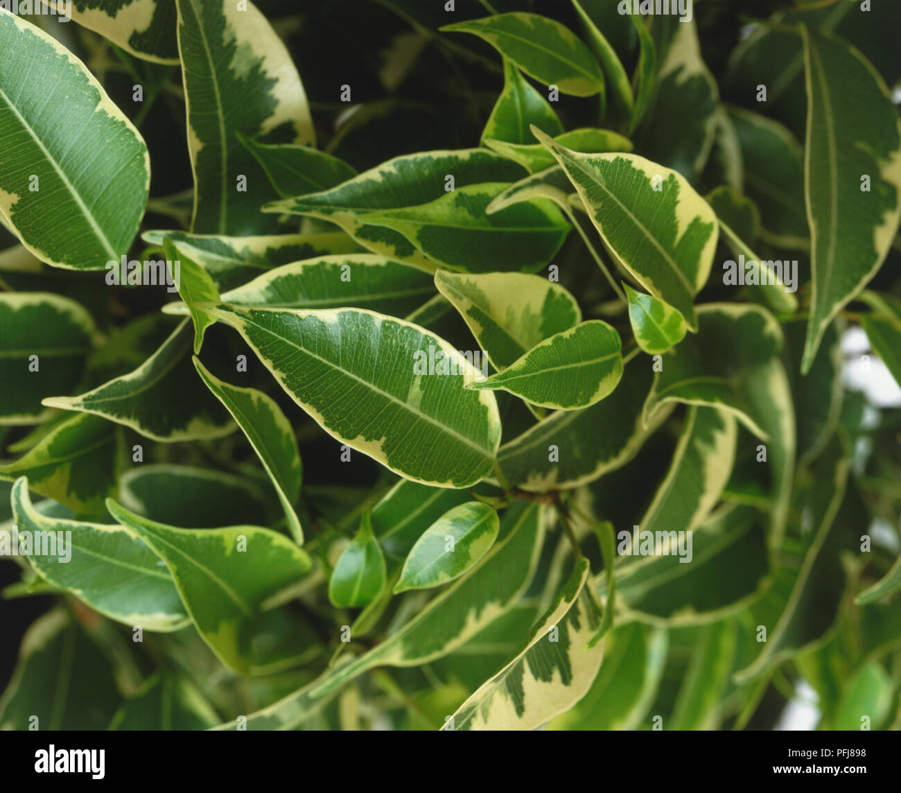 Ficus benjamina 'starlight', variegata di foglie di Ficus cultivar, close-up. Foto Stock