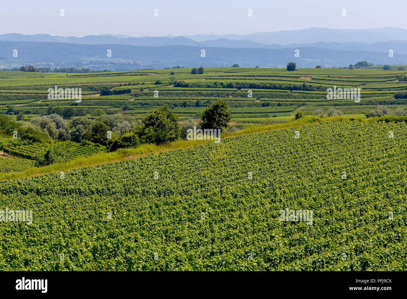 Vigneti terrazzati in Endingen am Kaiserstuhl, Germania. Foto Stock