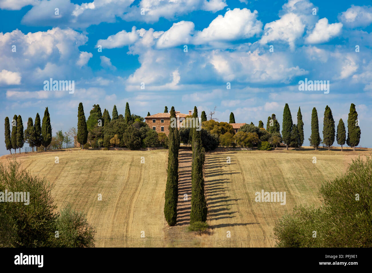 Viale alberato di villa di campagna vicino a San Qurico d'Orcia, Toscana Italia Foto Stock