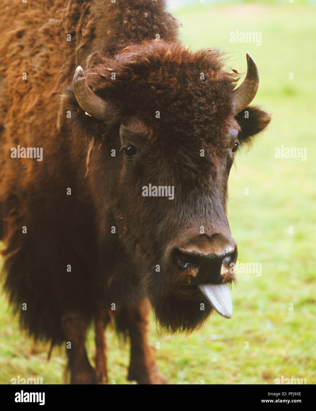 Cornuto Bull marrone (Bos taurus) Inceppata la lingua fuori Foto Stock