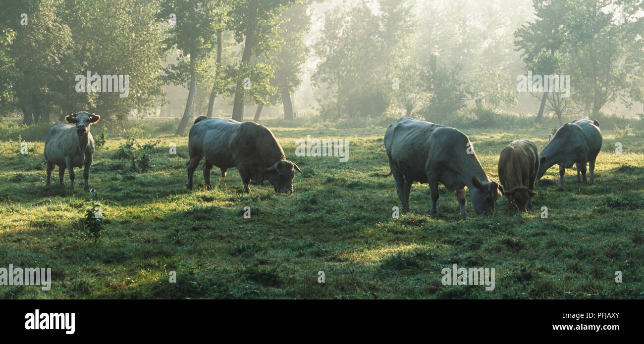 La Francia, la parte sud-ovest della Francia, Aquitaine, Blonde d'Aquitaine mucche al pascolo in foresta Foto Stock