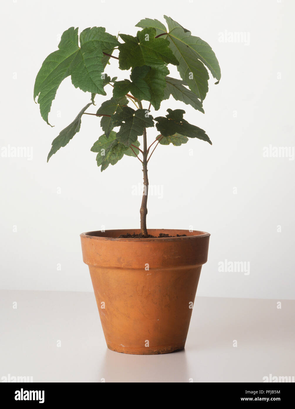 Acer pseudoplatanus, acero di monte, albero giovane pianta in vaso Foto Stock