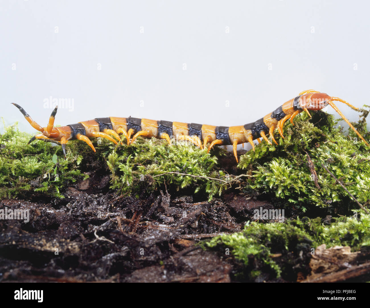 Tigre gigantesca centipede strisciando lungo un muschio-log di oggetto Foto Stock