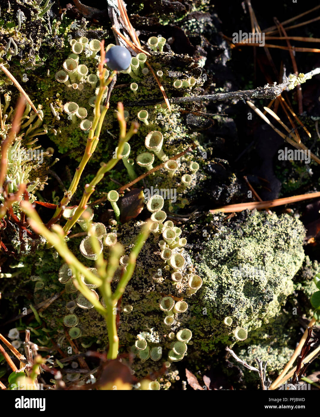 Coppa Pixie licheni nella foresta da sopra Foto Stock