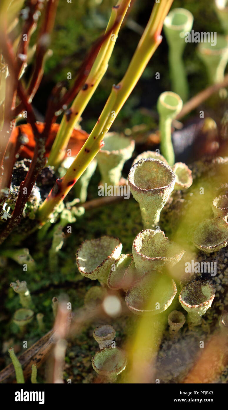 Close up di coppa pixie licheni (Cladonia Asahinae) Foto Stock