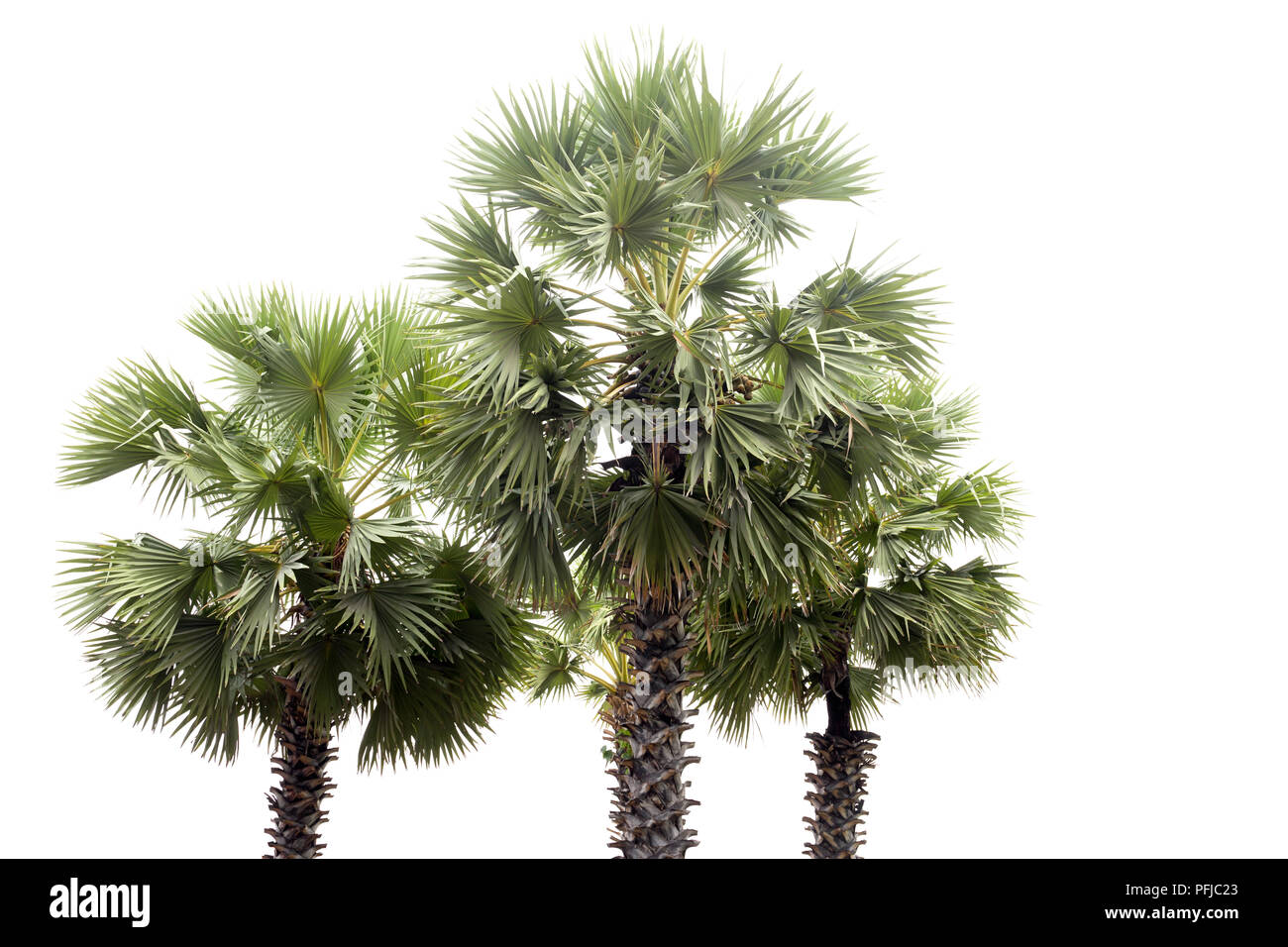 Tre Sugar Palm tree isolati su sfondo bianco Foto Stock