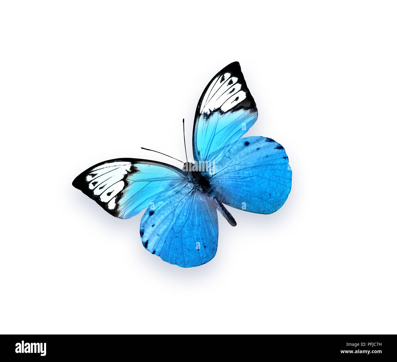 Blue Butterfly isolati su sfondo bianco. Bellissimo insetto Foto Stock