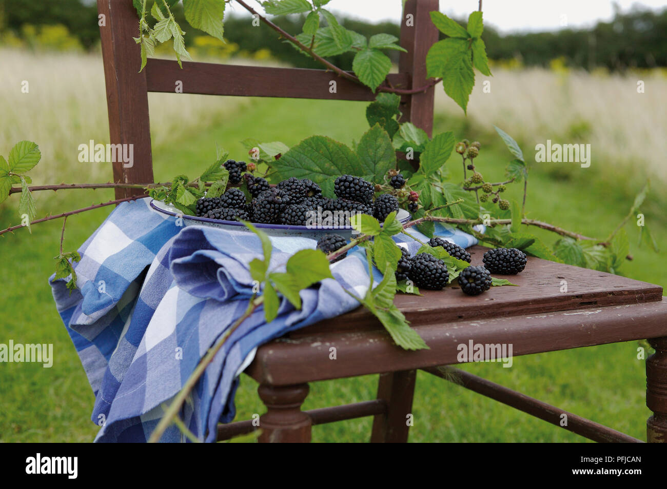 Ciotola di more, blu tovaglia controllati e alcuni rami disposti su una sedia in un campo Foto Stock