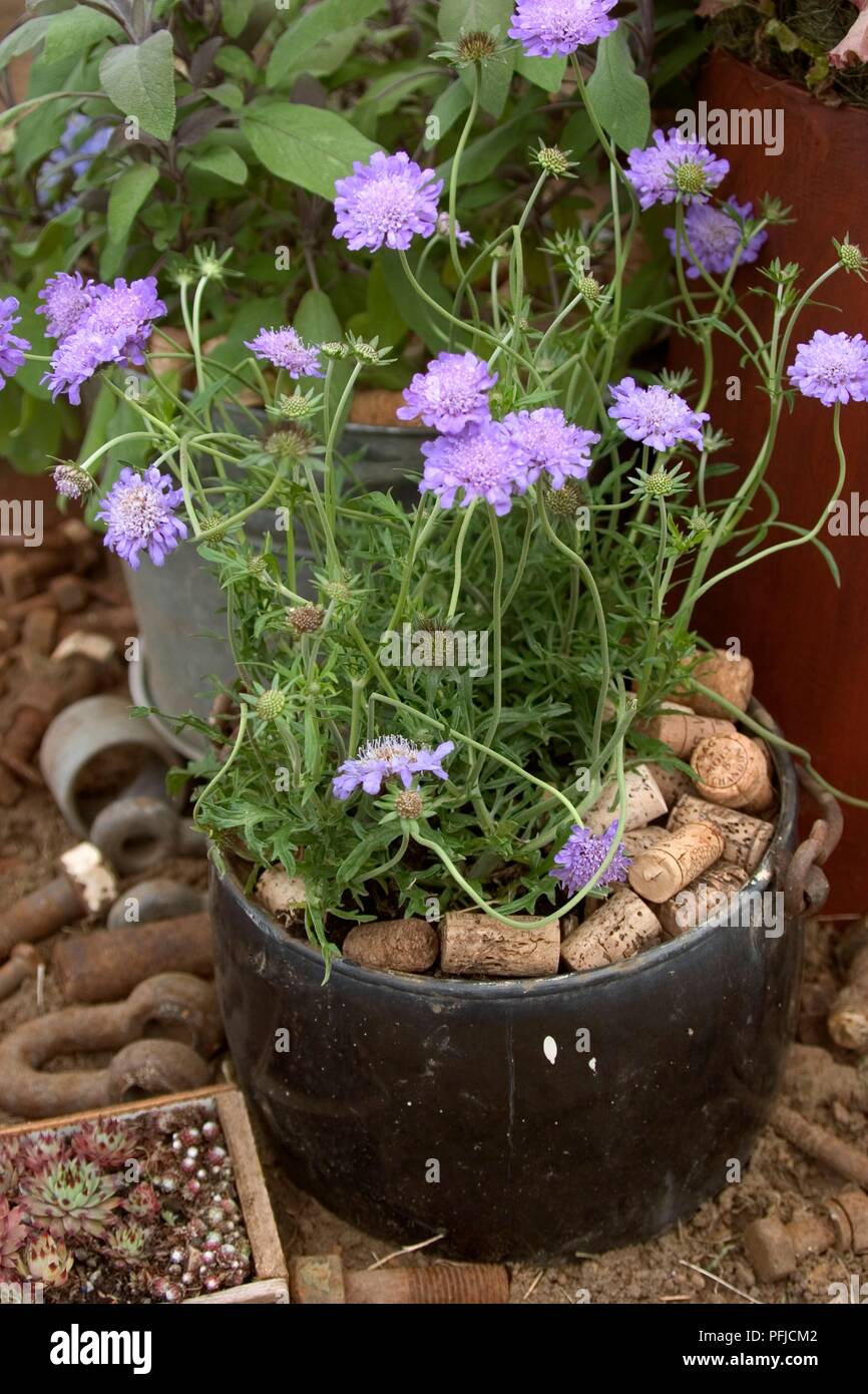 La Scabiosa colombari (Puntaspilli fiore), viola-blu fiori in vaso riempito con tappi di sughero Foto Stock