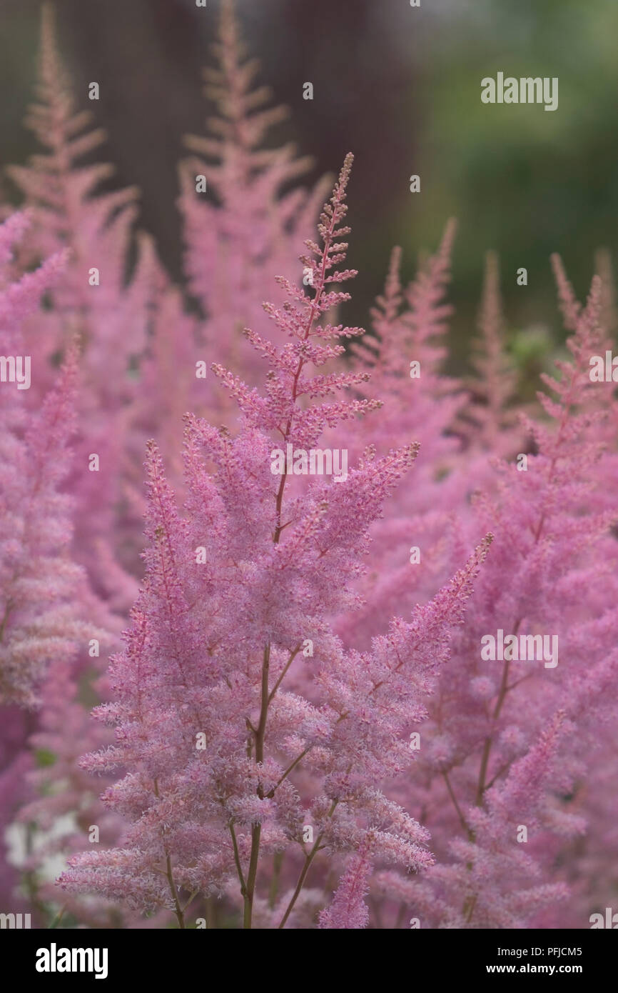 Astilbe arendsii impianto, picchi di fiori di colore rosa pallido, close-up Foto Stock