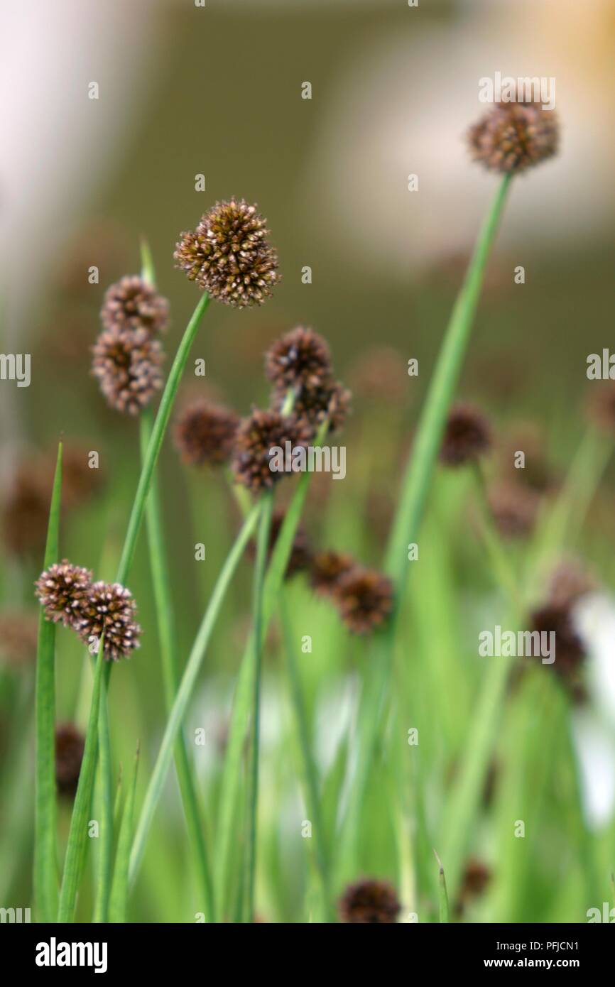 Juncus ensifolius (Swordleaf rush), foglie verdi e marrone e le teste dei fiori, close-up Foto Stock