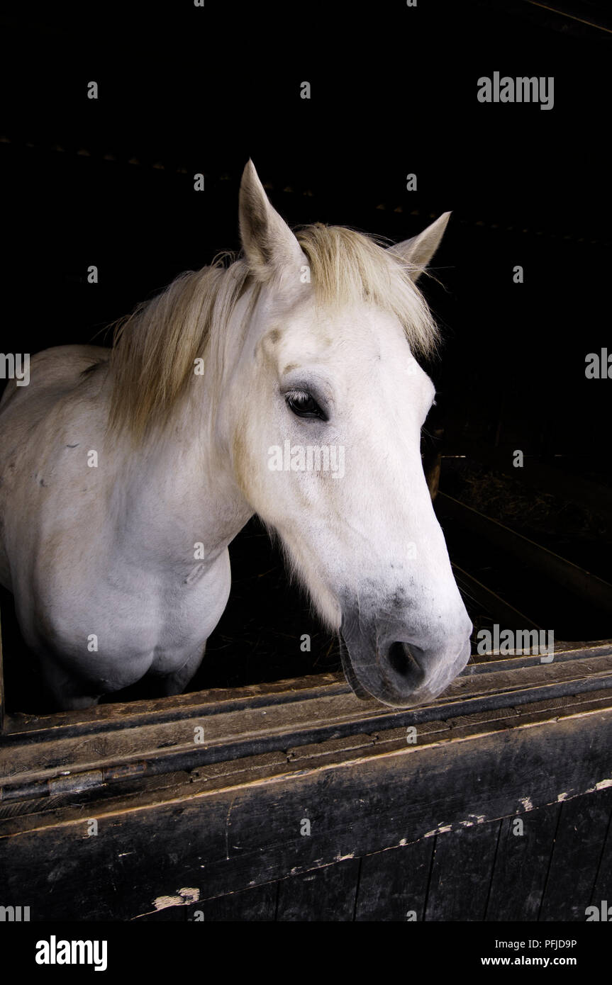White Horse in stabile, guardando fuori porta basculante Foto Stock
