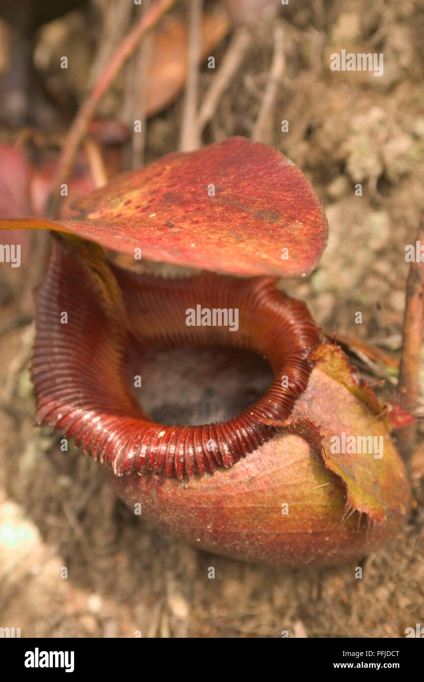 Malaysia Sabah, Kinabalu National Park, Nepenthes x kinabaluensis (Kinabalu pianta brocca), close-up Foto Stock