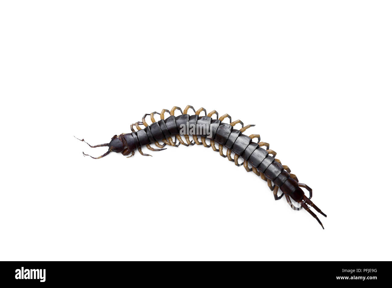 Morto centipede velenosi isolati su sfondo bianco Foto Stock
