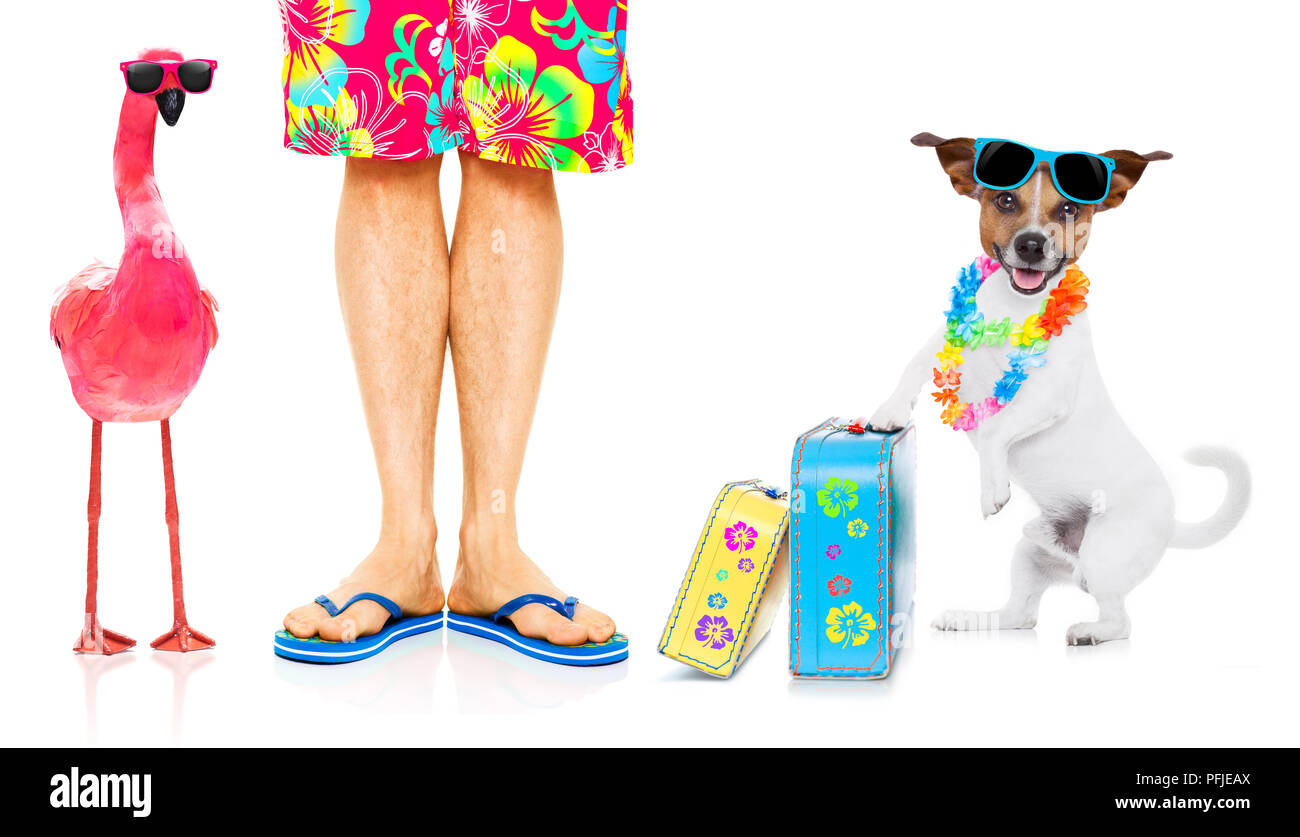 Cane e proprietario seduti insieme vicino alla spiaggia su vacanze estive vacanze, vicino all'oceano a riva e una rosa fenicottero gay Foto Stock