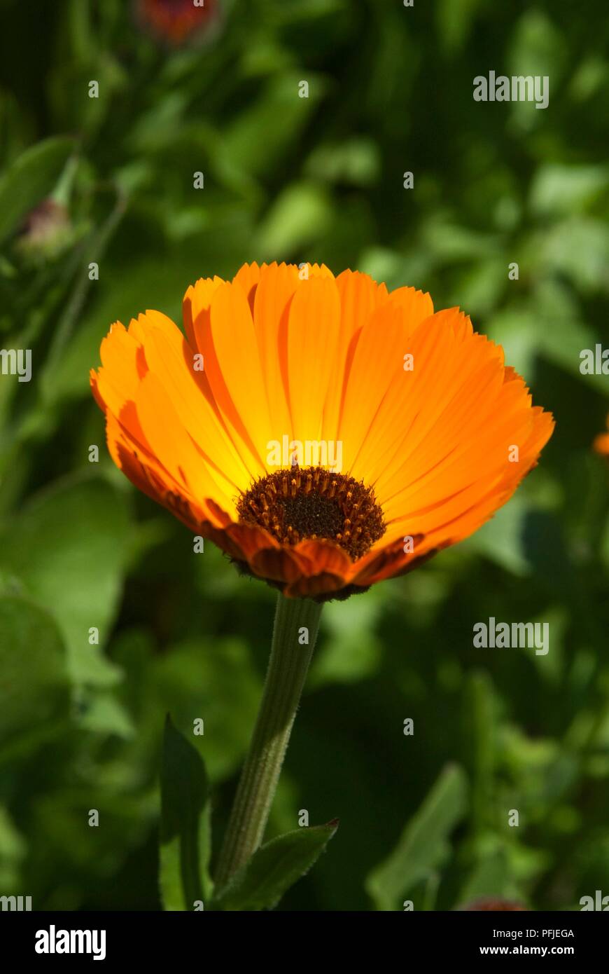 Calendula 'principe indiano' (Calendula), fiore di arancia testa, clsoe-up Foto Stock