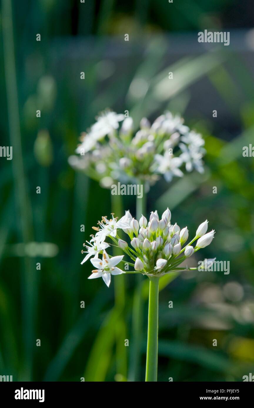Cinese o aglio erba cipollina, le teste dei fiori, close-up Foto Stock