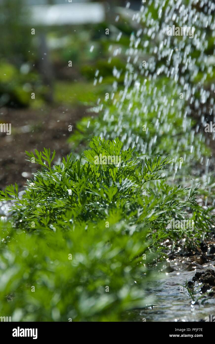 Irrigazione di piante di carota, close-up Foto Stock