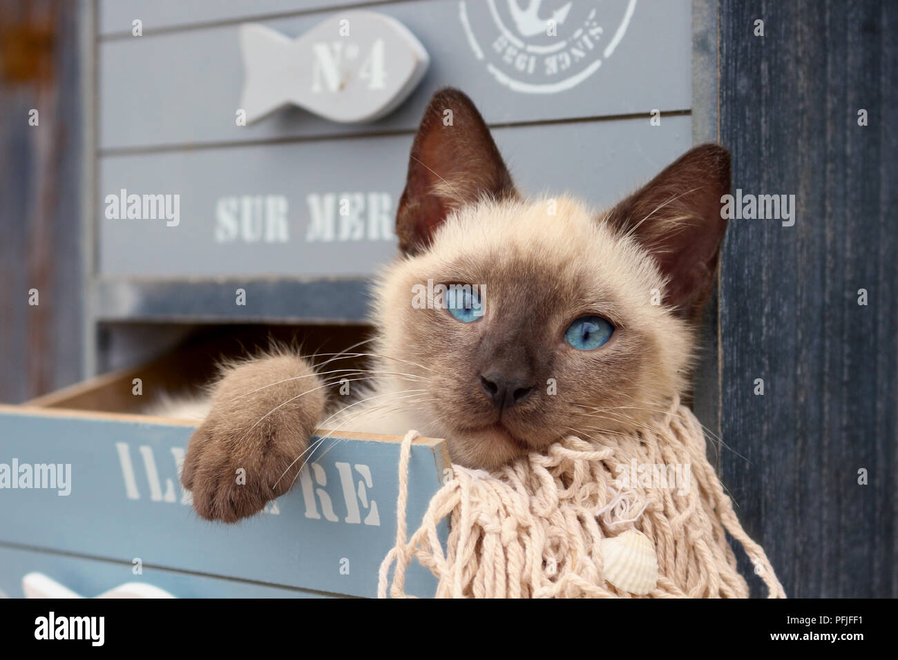 Siamese gattino, tailandese, 10 settimane di età, giacente in un cassetto di un armadio Foto Stock