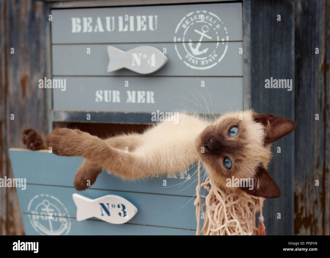Siamese gattino, tailandese, 10 settimane di età, giacente in un cassetto di un armadio Foto Stock