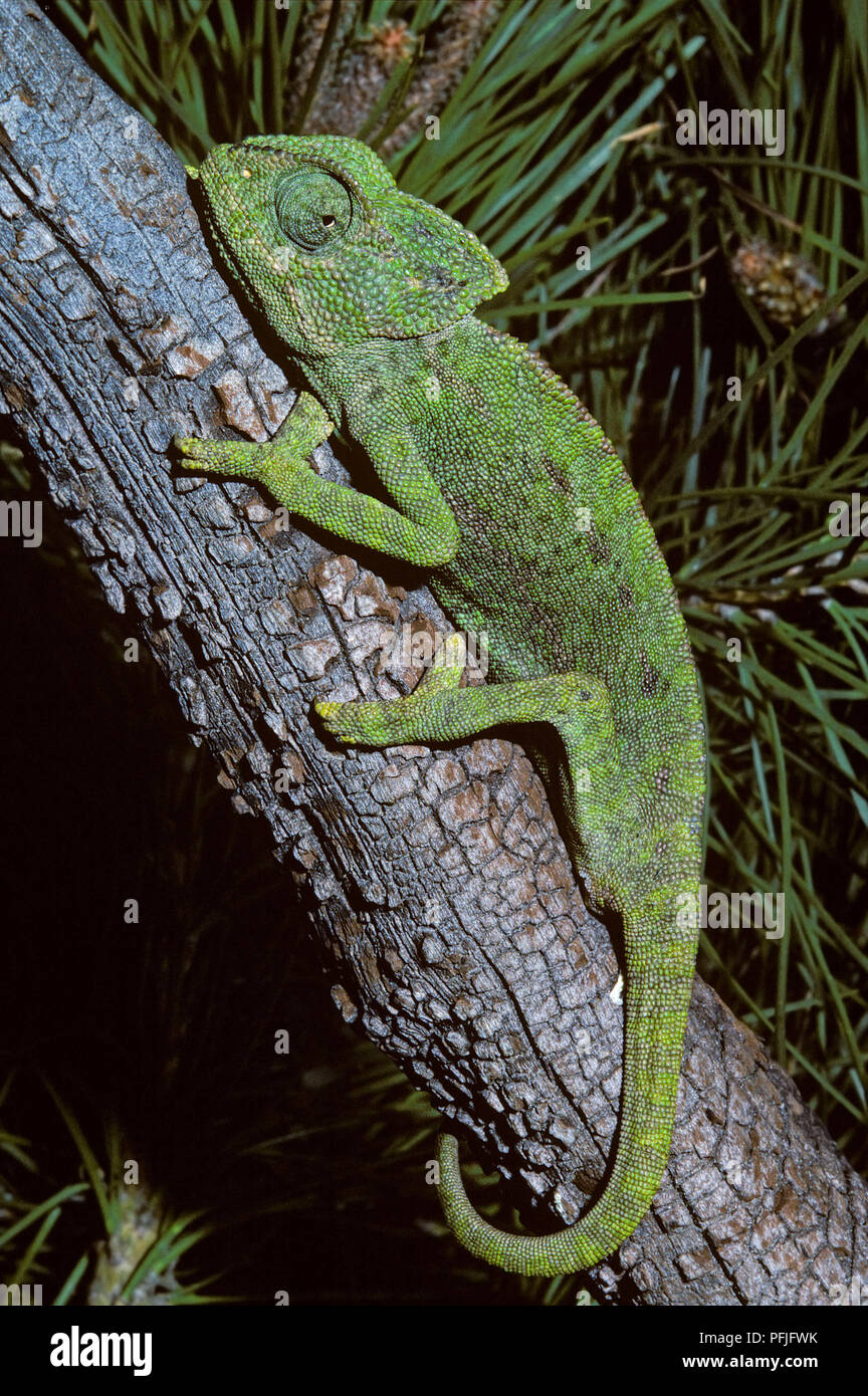 Camaleonte comune o del Mediterraneo (Camaleonte Chamaeleo chamaeleon) su un ramo di pino. Il sud della Spagna. L'Europa. Foto Stock