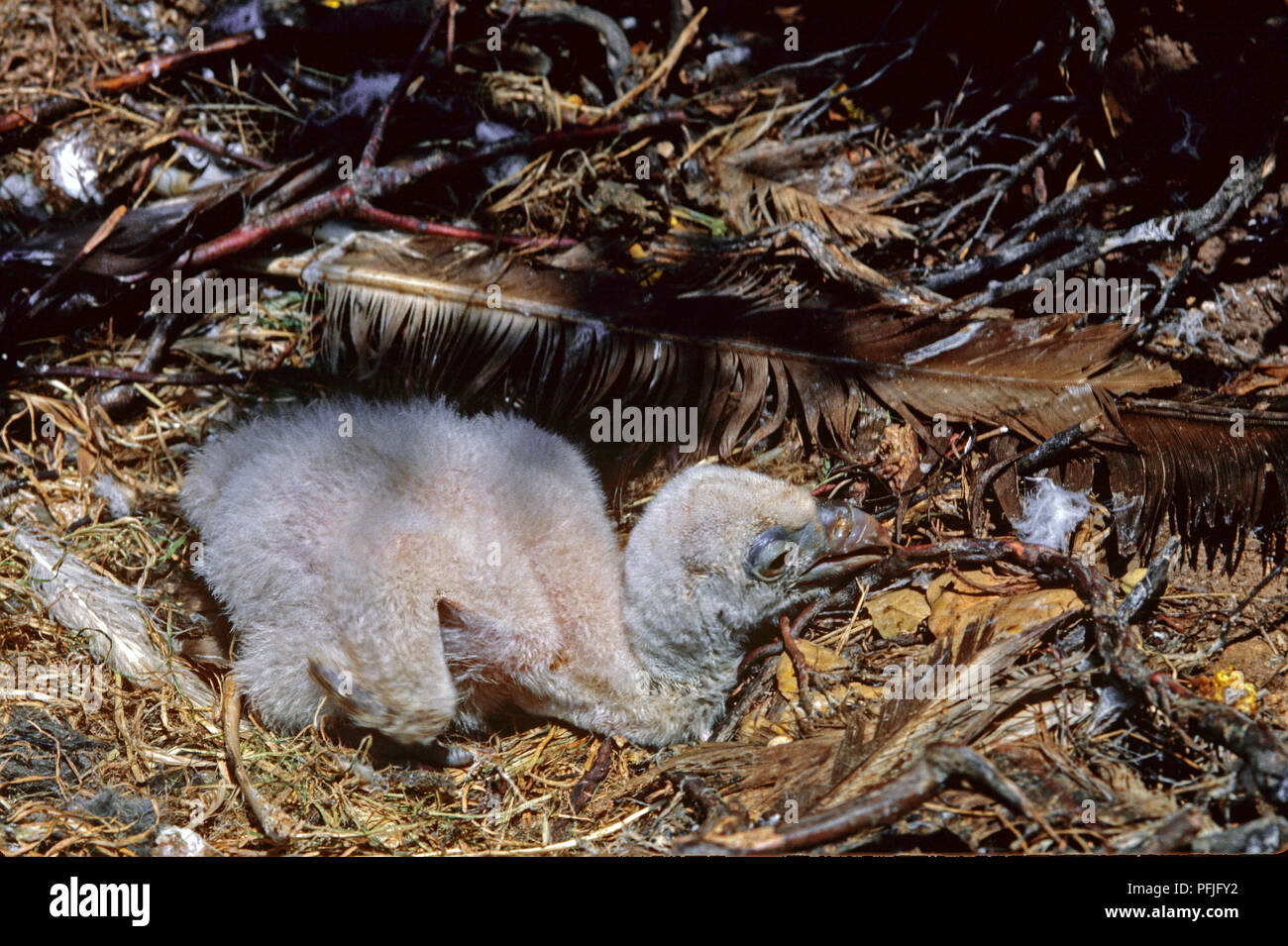 Avvoltoio o Eurasian grifone (Gyps fulvus) - nido con un pulcino. Il sud della Spagna. Europa Foto Stock