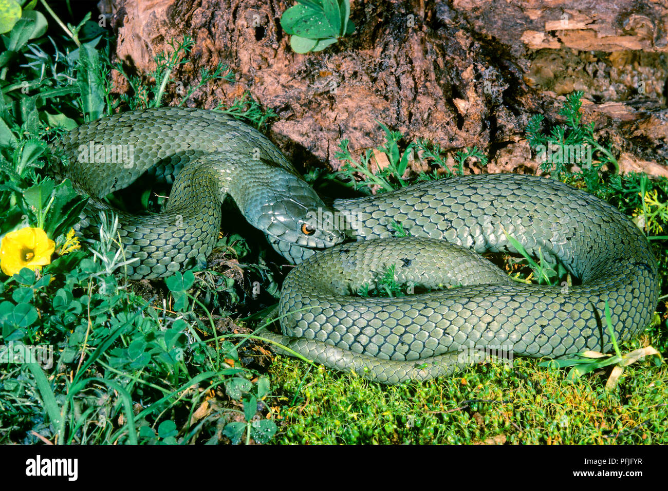 Montpellier snake (Malpolon monspessulanus) Foto Stock