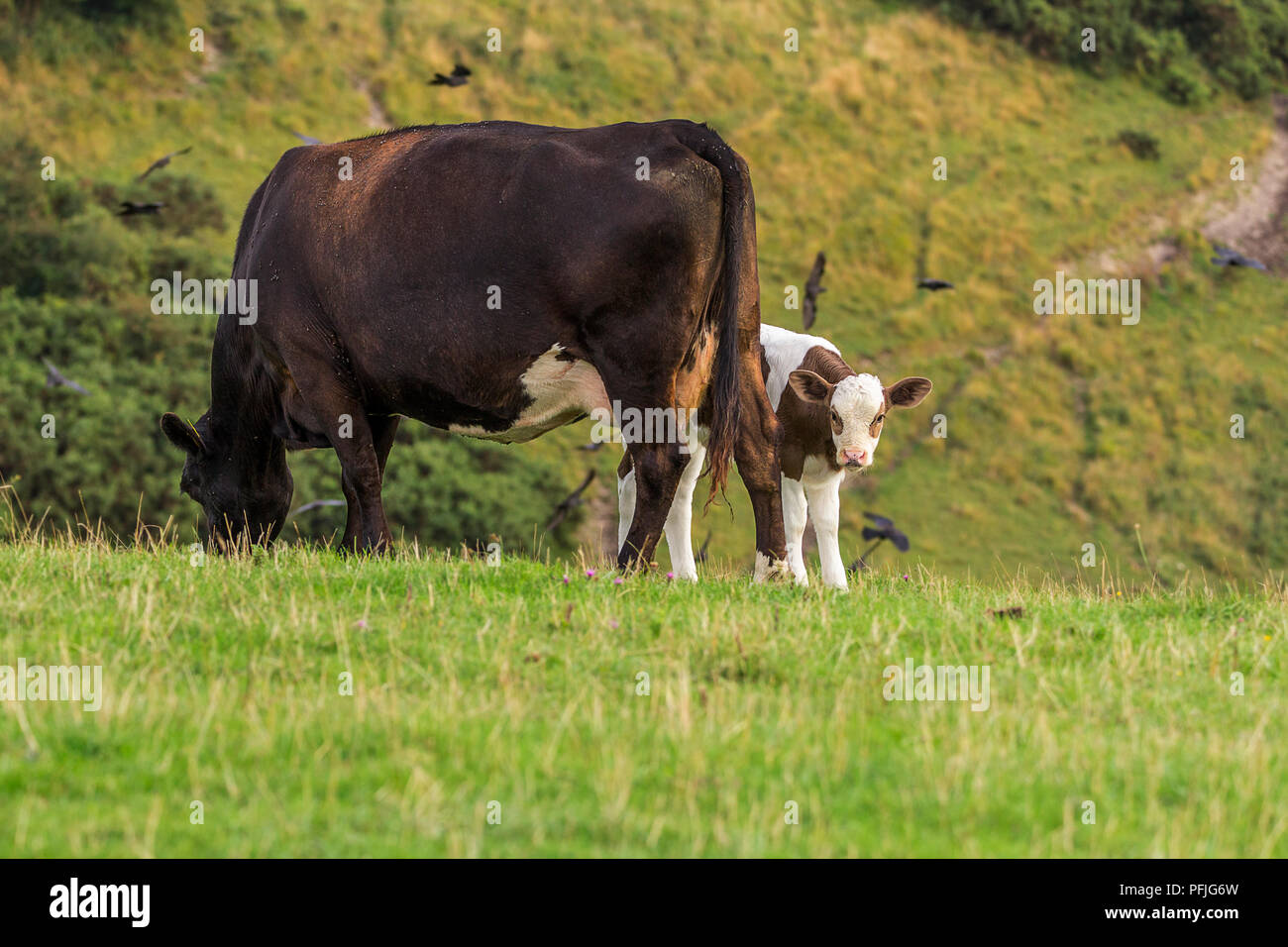 Vacca madre con il pascolo di vitello su pascolo sulla South Downs modo da Shoreham UK. Madre protettiva mantenendo il vitello dietro di loro. Il vitello di diffidare guarda in alto. Foto Stock