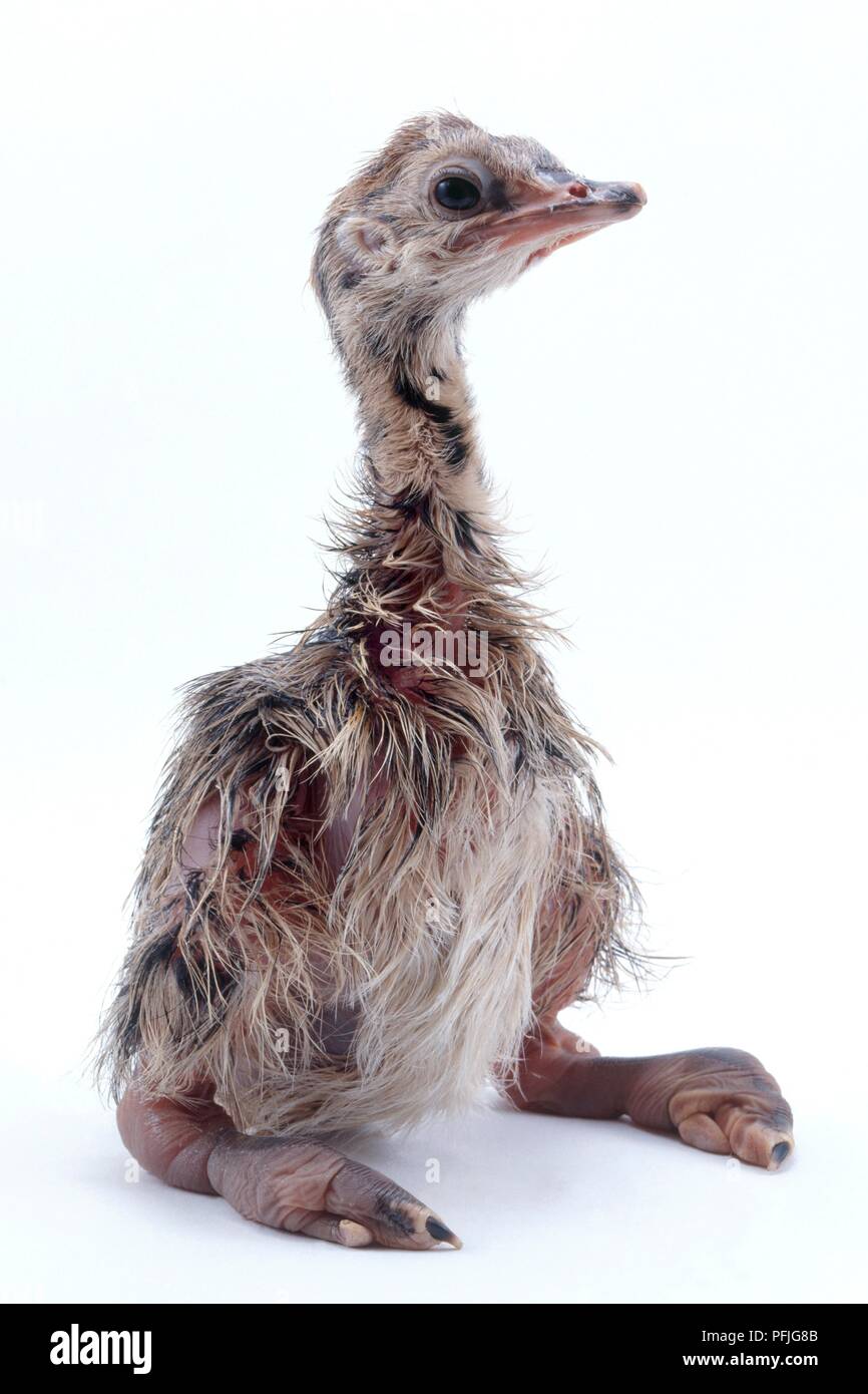 (Struzzo Struthio camelus) hatchling Foto Stock