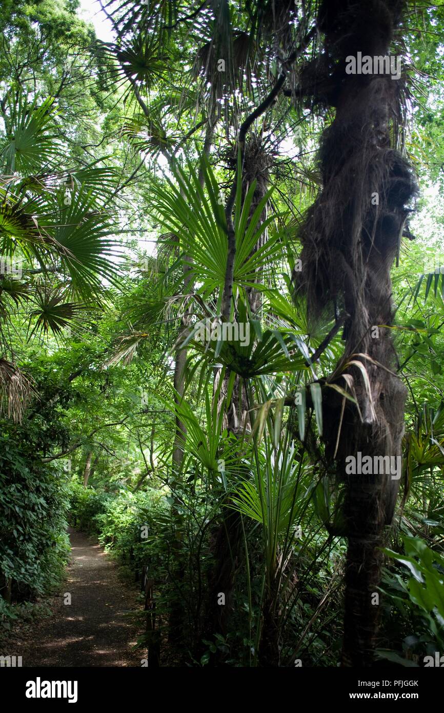 Giappone, Tokyo, Minato-ku, Shirokanedai, Istituto per lo studio della natura, vista del parco con il sentiero Foto Stock