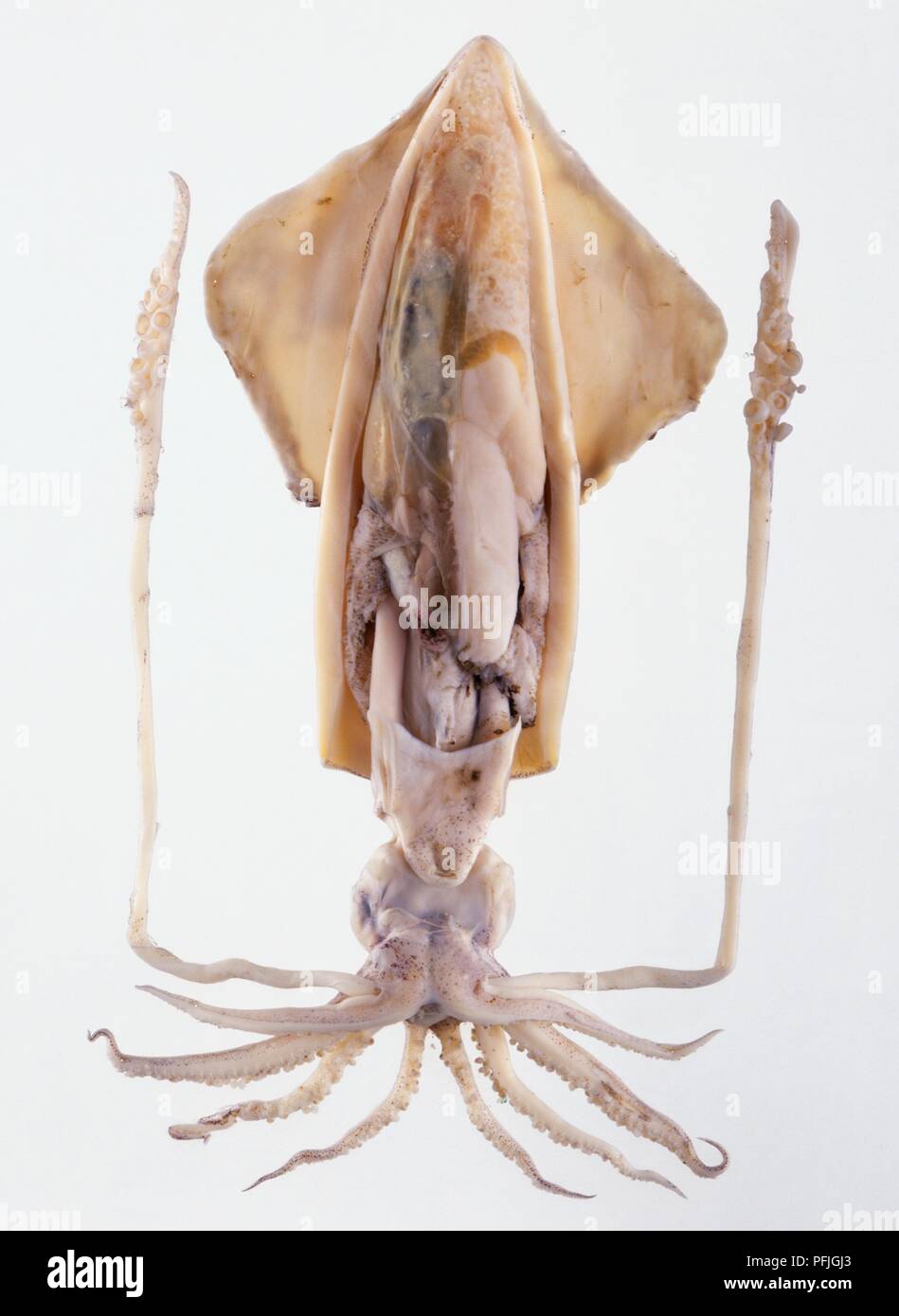 Modello di calamaro gigante Architheutis (sp). Foto Stock