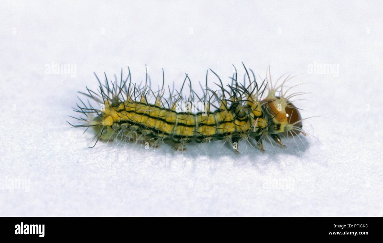 Cinese di seta di quercia tarma (Antheraea pernyi) caterpillar, hatchling Foto Stock