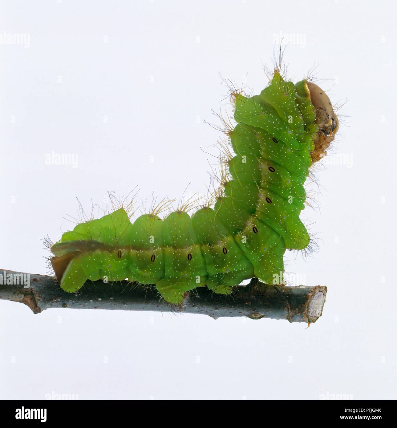 Cinese di seta di quercia tarma (Antheraea pernyi) caterpillar sullo stelo Foto Stock