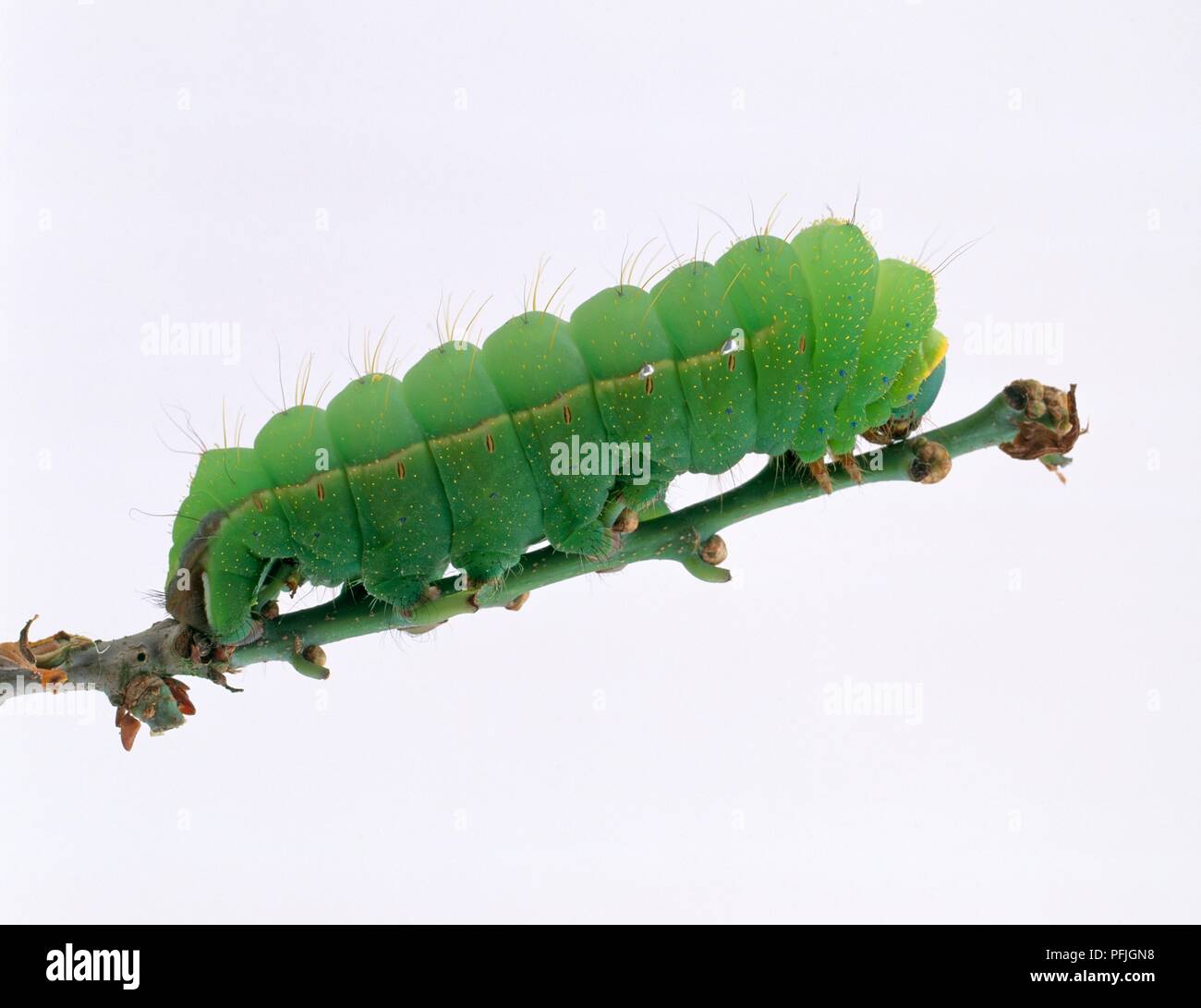 Cinese di seta di quercia tarma (Antheraea pernyi) caterpillar sullo stelo Foto Stock