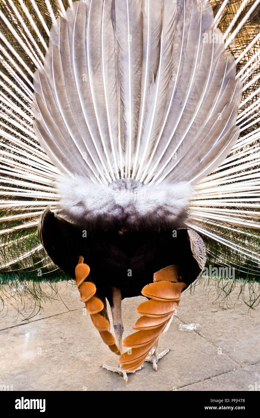 Vista laterale posteriore di un indiano Pavone uccello maschio Foto Stock