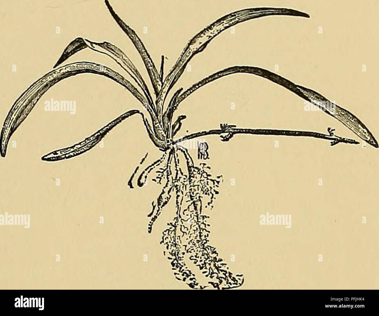 . Dell'enciclopedia di American orticoltura comprendente suggerimenti per la coltivazione di piante orticole, descrizioni delle specie di frutta e ortaggi, fiori e piante ornamentali vendute negli Stati Uniti e in Canada, insieme geografico e biografie. Il giardinaggio. ANTHEMIS ANTHUBIUM 71 ANTHEMIS (nome greco della camomilla). Com- pdsitiB. Chamo-iile. Piretro-come heavy-piante profumate, Annuale, biennale o perenne, i membri di un grande e vecchio mondo temperato-regione genere. Molti capi- fiorita, il disco giallo, i raggi di bianco e giallo e nel culto comune, specie) pis Foto Stock