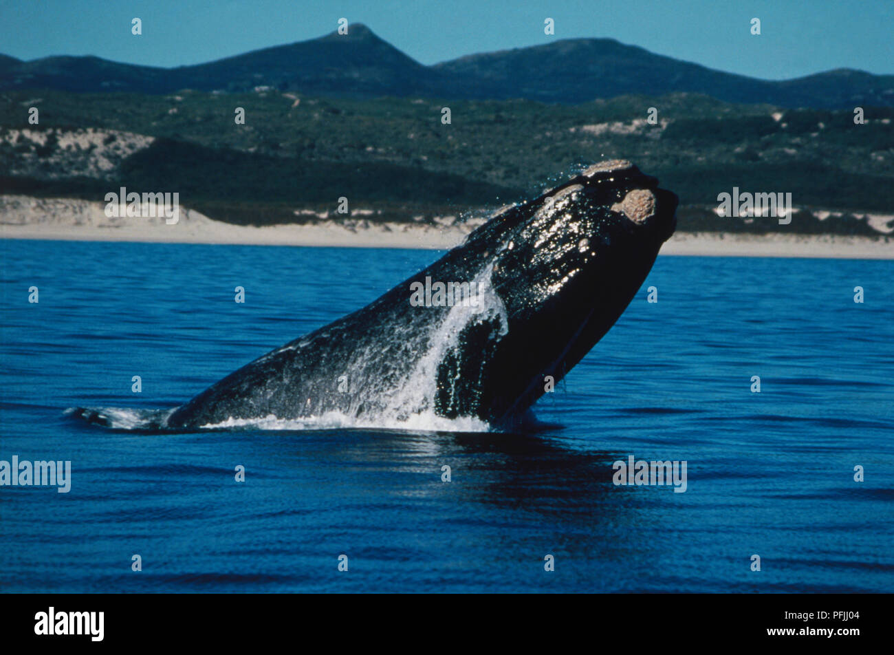 Southern Right whale violando il principio di mare con costa in background. Foto Stock