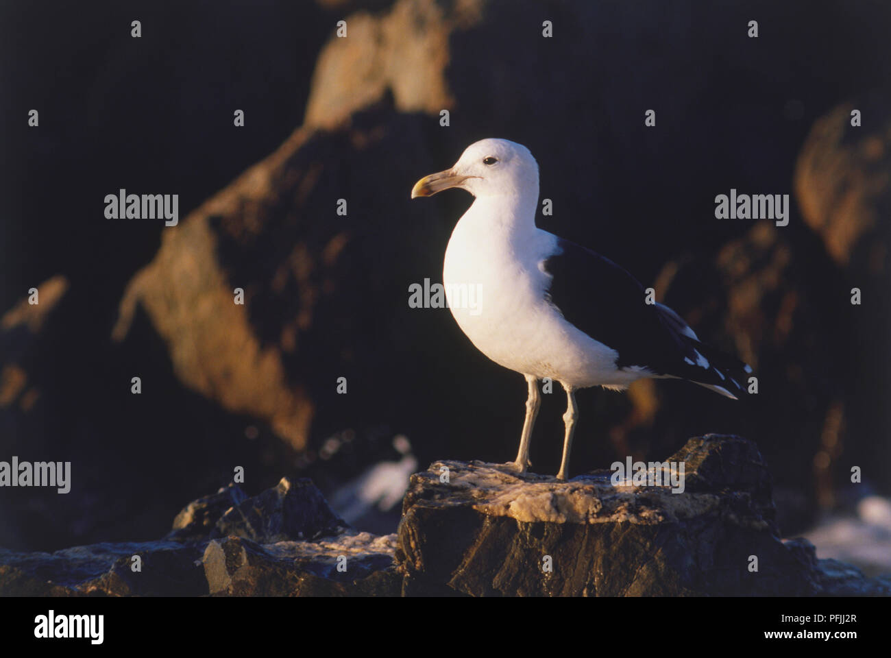 Kelp Gabbiano appollaiato sulla roccia. Foto Stock