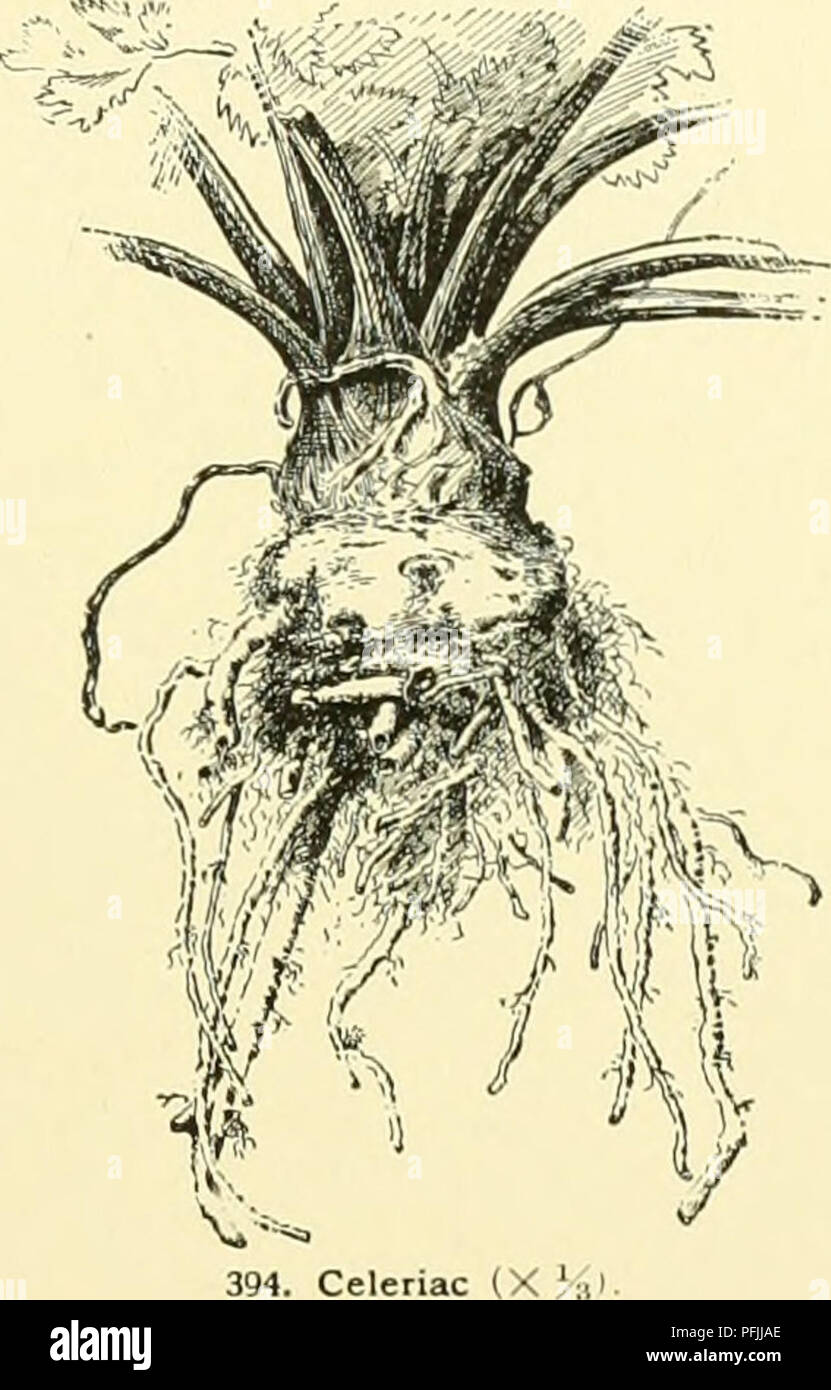 . Dell'enciclopedia di American orticoltura comprendente suggerimenti per la coltivazione di piante orticole, descrizioni delle specie di frutta e ortaggi, fiori e piante ornamentali vendute negli Stati Uniti e in Canada, insieme geografico e biografie, e una sinossi del regno vegetale. Giardinaggio -- Dizionari; piante -- Nord America enciclopedie. 393. Frutti di Celastrus scandens. (X Vs.), paniculitus Willd. (C. depe'ndeiis, WaW.). Rami con lenticelle bianco, penduli: LVS. di forma ovale-oblunghe o obovate: fls. nel terminale pannocchie pendolari. Himalaya. Non hardy Foto Stock