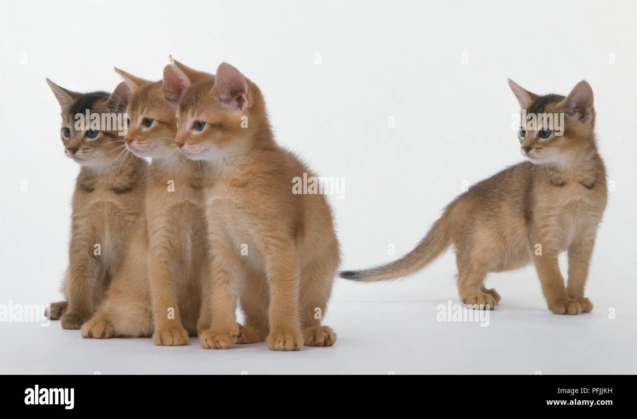 Tre gattini abissini guardando nella stessa direzione, un gattino in piedi a prescindere dal gruppo Foto Stock