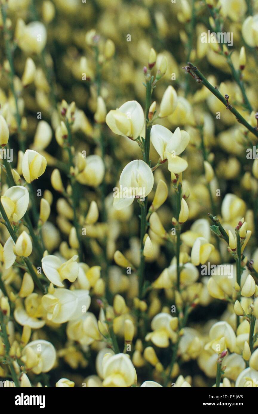 Giallo-bianco fiori di Cytisus x praecox (Warminster ginestra), close-up Foto Stock