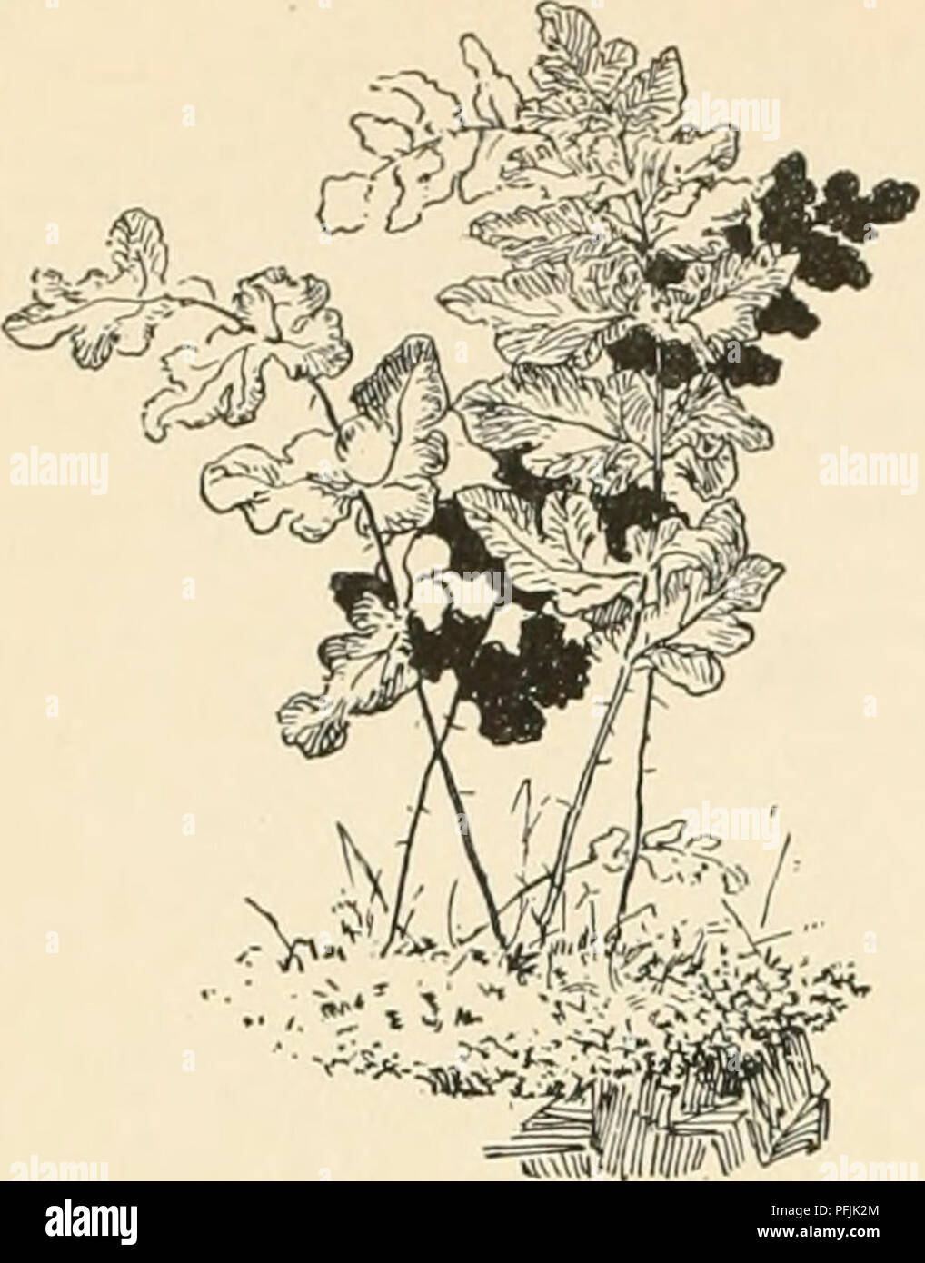 . Dell'enciclopedia di American orticoltura comprendente suggerimenti per la coltivazione di piante orticole, descrizioni delle specie di frutta e ortaggi, fiori e piante ornamentali vendute negli Stati Uniti e in Canada, insieme geografico e biografie. Il giardinaggio. Legno BETONY. formt assenzio dell areola;. 2747 Woodsia Ilvensis ( 'j) legno BETONY Stachyi Betonica WOODBINE. In Inghilterra Lonicera Pt in America, Ampelopsis iininquefolia WOODKUFF. Vedere il legno isperulu LILY, r,Ilium WOODSIA(Joseiih boschi, un botanico inglese) poli podidcete. Un genere di mamlj rock-amorevole charact ferns Foto Stock