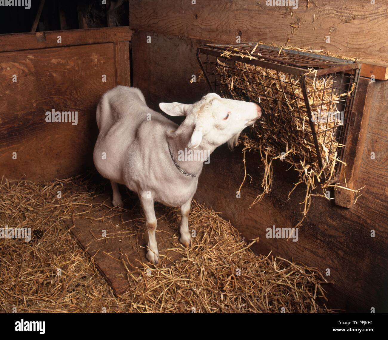 Incinta capra bianca alimentare da rack di fieno nel fienile Foto Stock