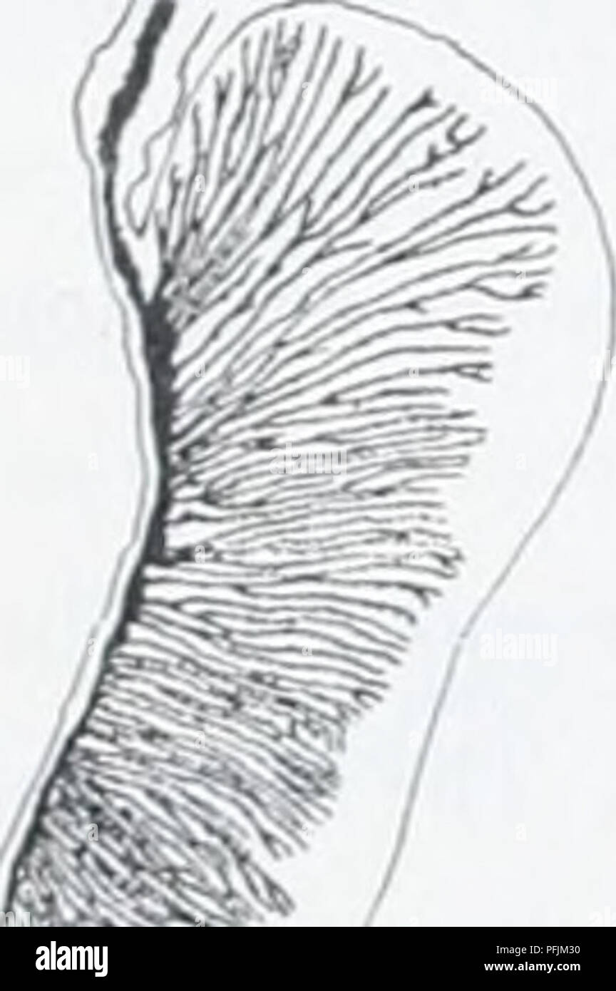 . Il danese Ingolf-spedizione. Animali marini -- regioni artiche; spedizioni scientifiche; regioni artiche. io6 ACTINIARIA. mai due cicli di tentacoli in altre specie Peachia. Il piccolo disco orale è fornito con indistinto solchi radiali. Il actinopharynx è lunga e presenta numerosi solchi longitudinali (PI. i, fig. 30). Non riesco a decidere la sua lunghezza in proporzione a quello della colonna, come la parte prossimale del provino è stata strappata. Il siphonoglyphe è ver&GT;' ampia e liscia con ben sviluppato aboral proroga. Le forme conchula tre rettangolare piana e lobi (PI. i, fig. 30) Foto Stock