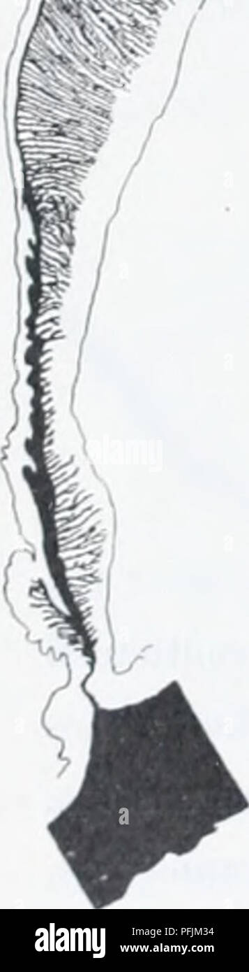 . Il danese Ingolf-spedizione. Animali marini -- regioni artiche; spedizioni scientifiche; regioni artiche. mai due cicli di tentacoli in altre specie Peachia. Il piccolo disco orale è fornito con indistinto solchi radiali. Il actinopharynx è lunga e presenta numerosi solchi longitudinali (PI. i, fig. 30). Non riesco a decidere la sua lunghezza in proporzione a quello della colonna, come la parte prossimale del provino è stata strappata. Il siphonoglyphe è ver&GT;' ampia e liscia con ben sviluppato aboral proroga. Le forme conchula tre rettangolare piana e lobi (PI. i, fig. 30) che sono più lunghi Foto Stock