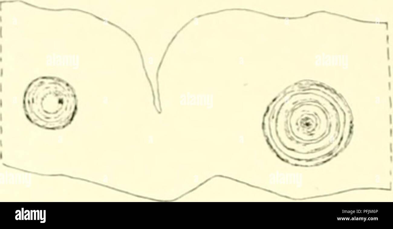 . Il danese Ingolf-spedizione. Animali marini -- regioni artiche; spedizioni scientifiche; regioni artiche. Fig. 28. Sagnrtii&GT;yloii vidiiatuf. .La sezione di un rinclis al limbiis. zioni della ecto<lerm, sebbene la evapinafion dall'endoderma qui sono più forti nel upjier cinclides. 1 non è in grado di decidere con certezza se il ecfo"canale leriiial continua in endodermal uno. Sebbene vi siano suggerimento" di esso in alcune sezioni (textfig. 28). In ogni caso abbiamo a che fare almeno con praeformed cinclides. In ect<Mlerm della colonna a volte encysted parassiti, probabilmente gregarines, o Foto Stock