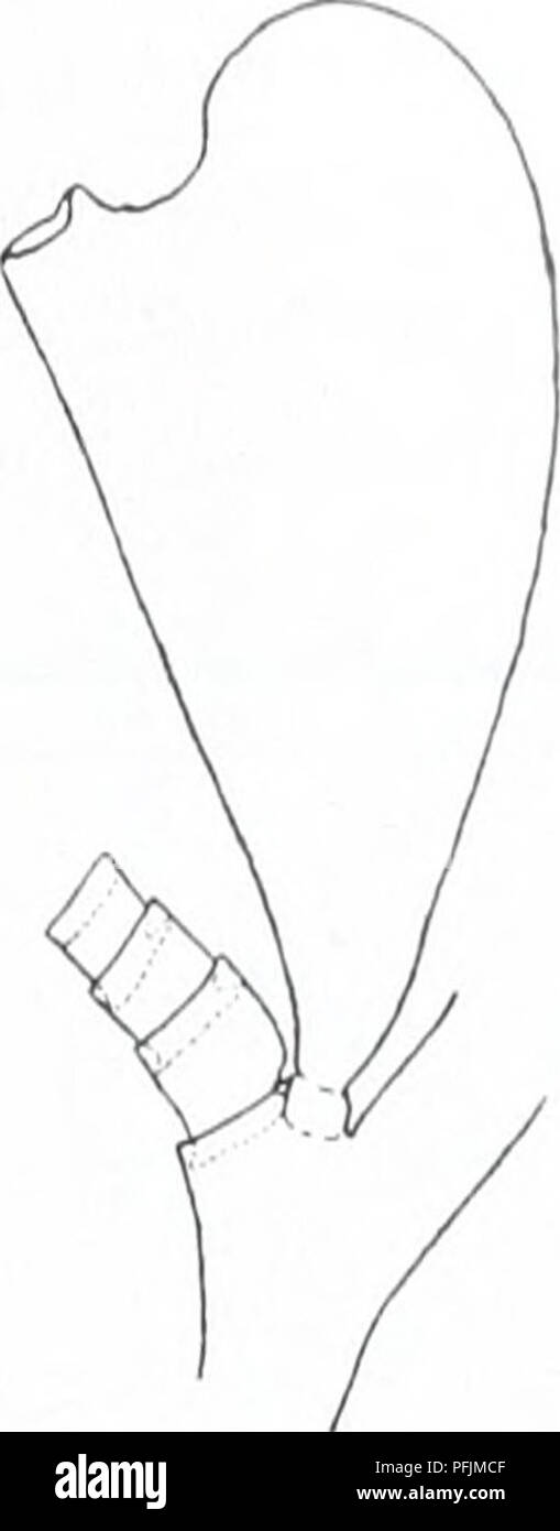 La Danish Ingolf Expedition (1895-1896) ha condotto ricerche marine nelle regioni artiche, documentando le specie animali marine. Guidata dal Museo Zoologico dell'Università di Copenaghen, la spedizione ha esplorato la biodiversità dell'ecosistema artico e ha raccolto dati significativi sulla vita marina e le condizioni ambientali della regione. Foto Stock